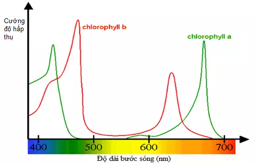 Cường độ hấp phụ ánh sáng của các loại sắc tố quang hợp