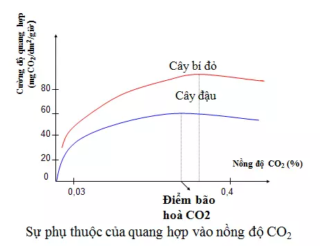 Sự phụ thuộc của quang hợp vào nồng độ CO2