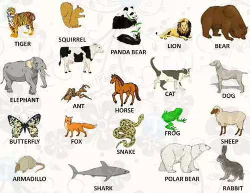 Tên động vật trong tiếng Anh