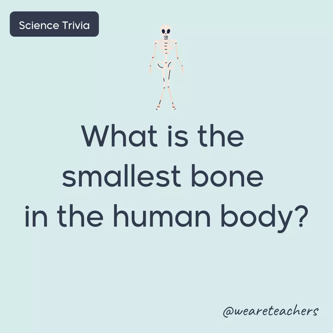 Xương nhỏ nhất trong cơ thể con người là gì?