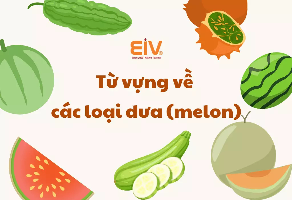 Từ vựng về các loại dưa (melon)