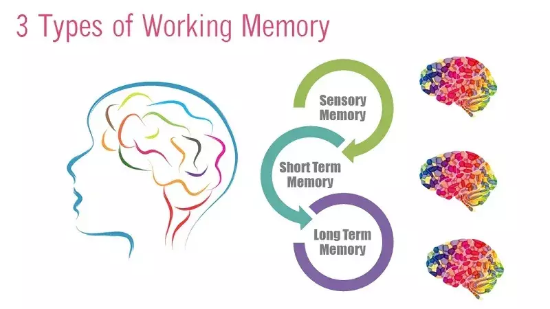 Hệ thống bộ não luân phiên giữa các giai đoạn học tập và ghi nhớ