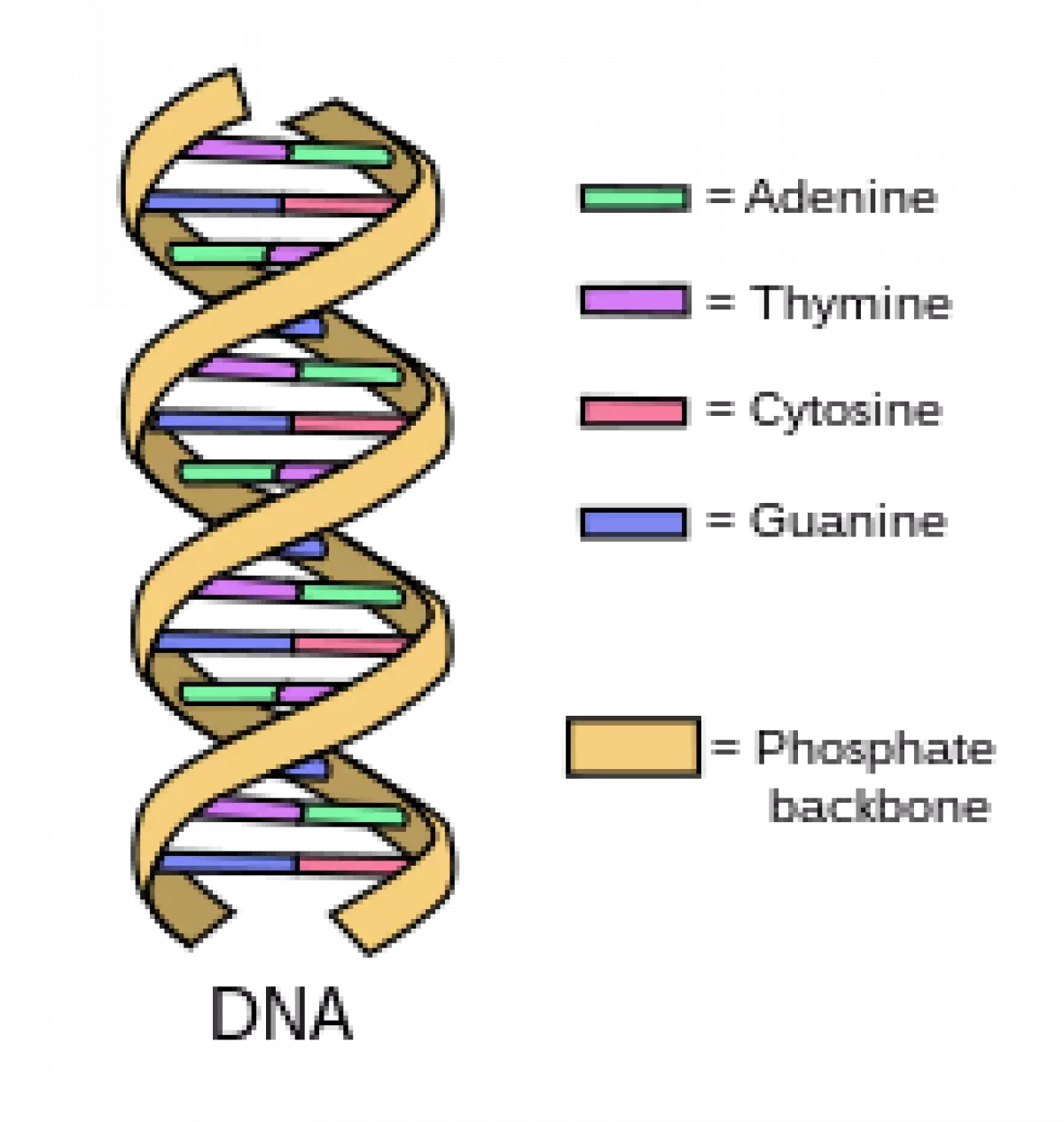 Cấu trúc của dãy DNA