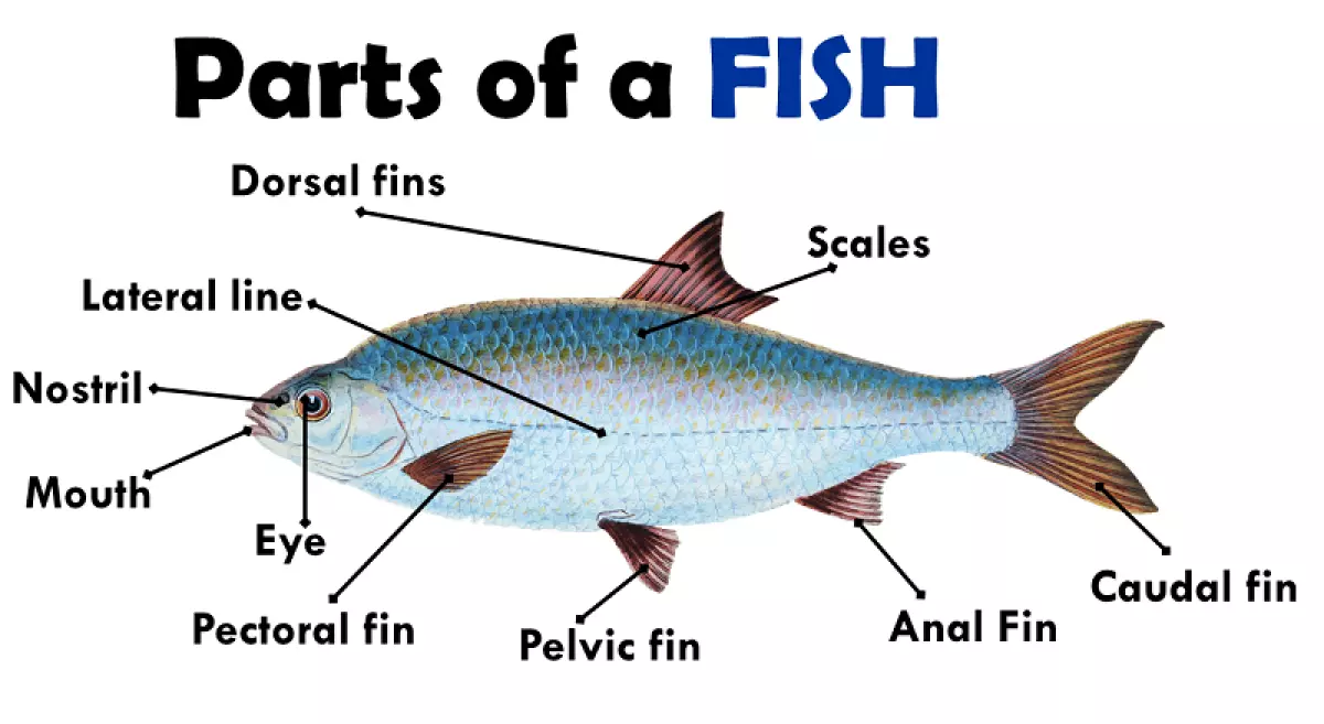Từ vựng tiếng Anh về hải sản