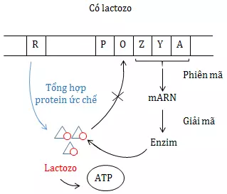 Hoạt động của operon Lac trong môi trường có lactôzơ