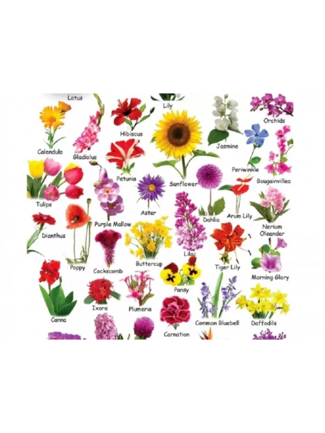   Tổng hợp tên các loài hoa bằng tiếng Anh chuẩn xác nhất bạn nên biết